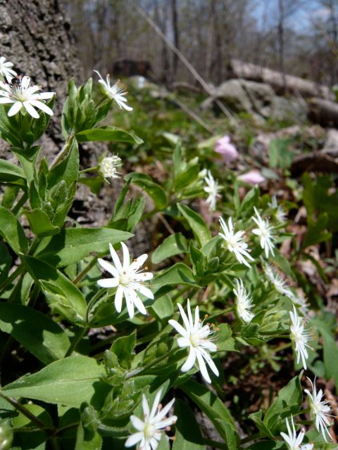 ハコベの仲間 Stellaria pubera Great Chickweed  林床に咲いているのを良く見かける