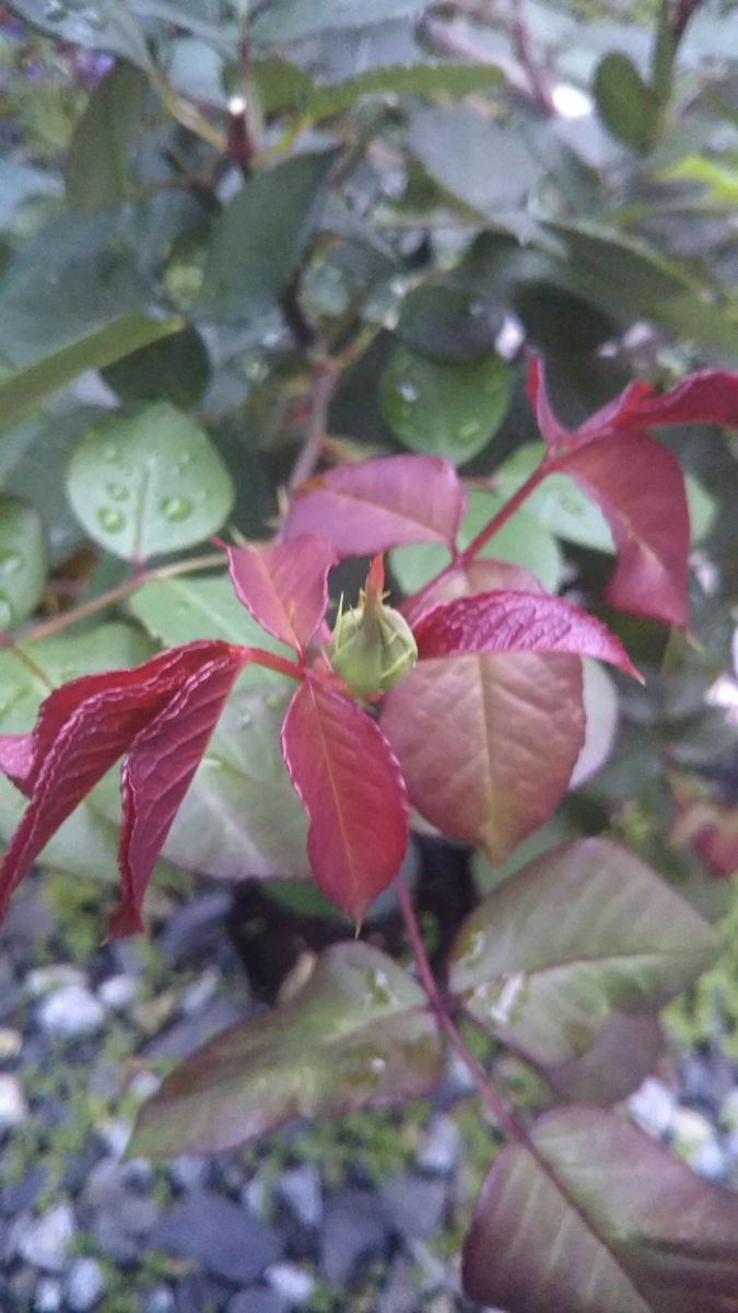 バラの新芽って、きれい～🌹✨と、改めて思っています🎵