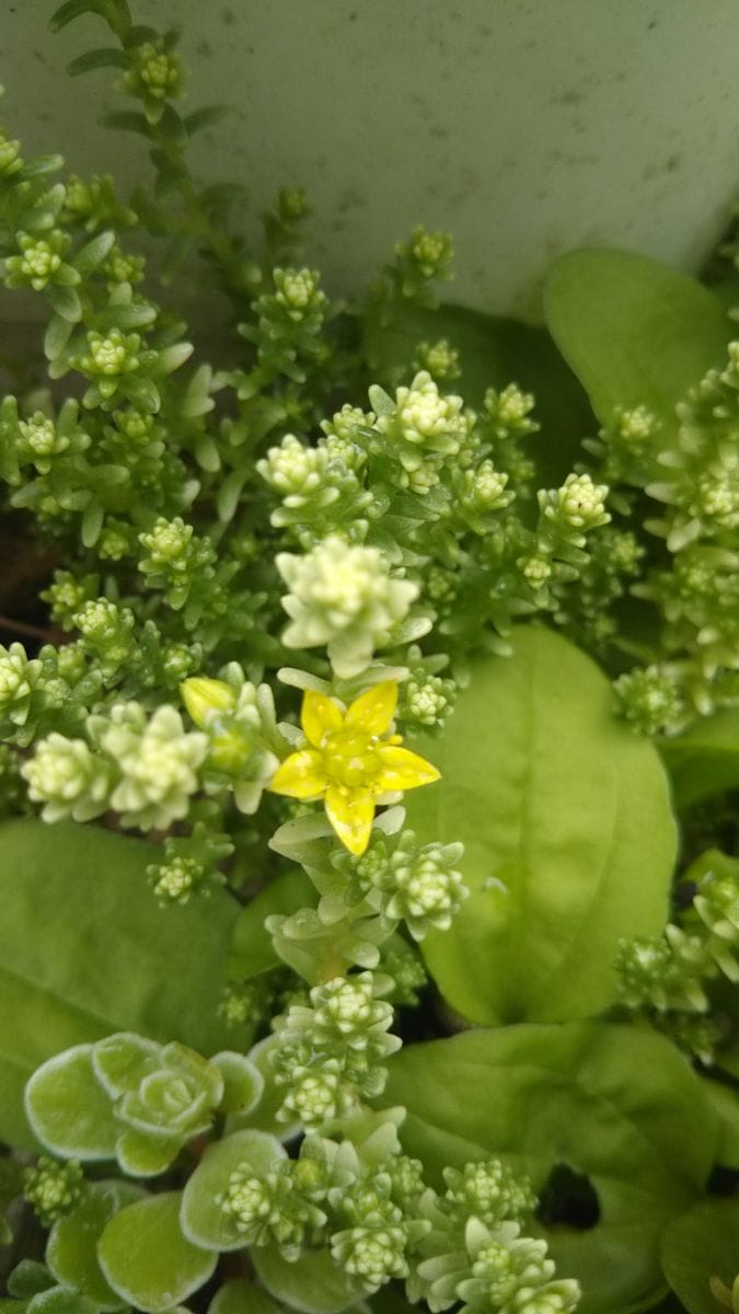 セダムと、雑草のコラボ💃  お花が咲き始めました🎵雑草を抜くに抜けないです～😅