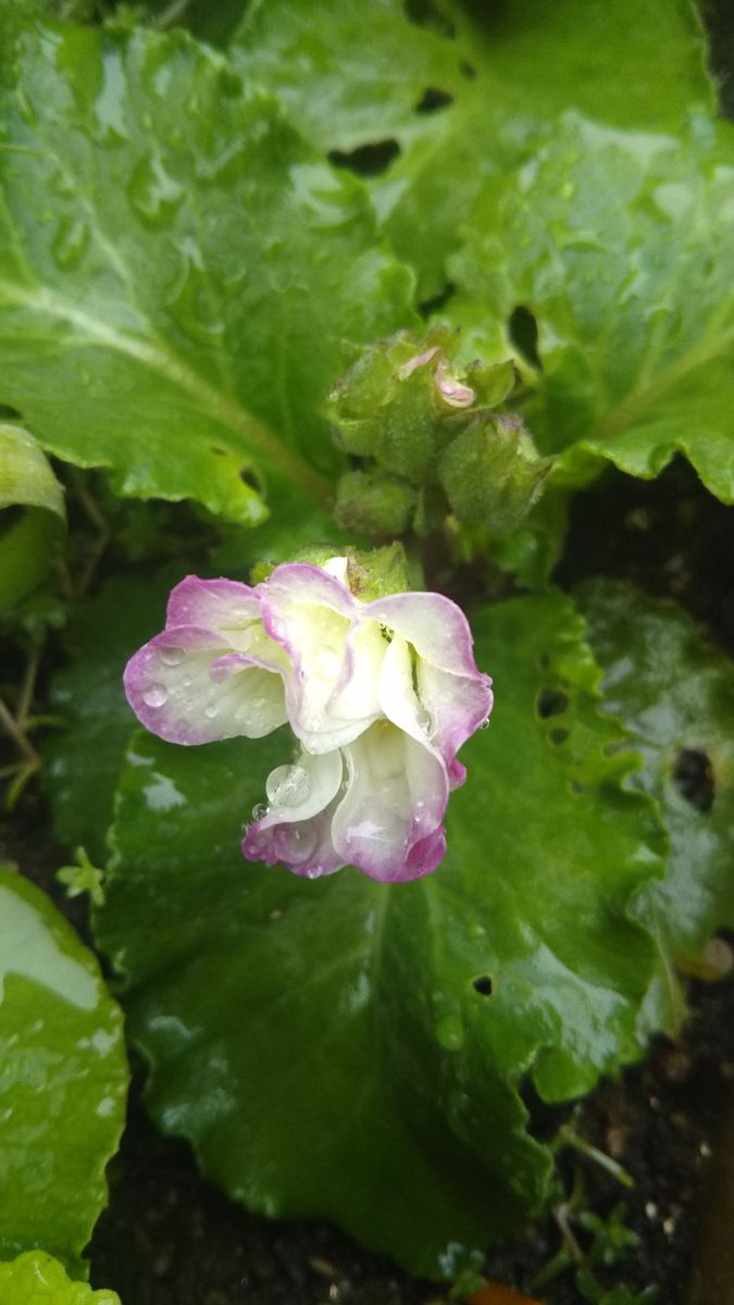 プリムラジュリアン  一度株が弱りましたが、植え替えした事により復活しました🎵 夏前