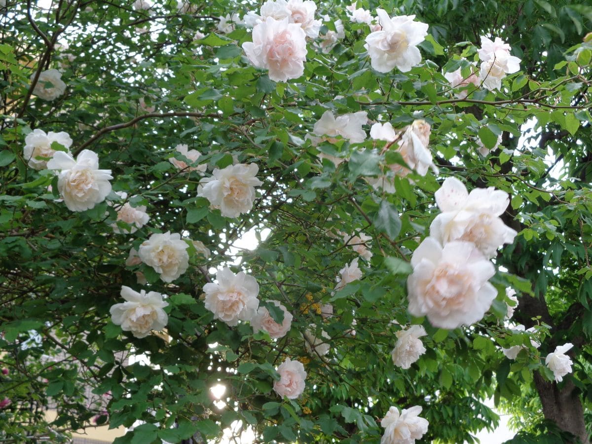オールド ローズらしい花のマダム ア バラ マダム アルフレッド キャリエール のアルバム みんなの趣味の園芸8103