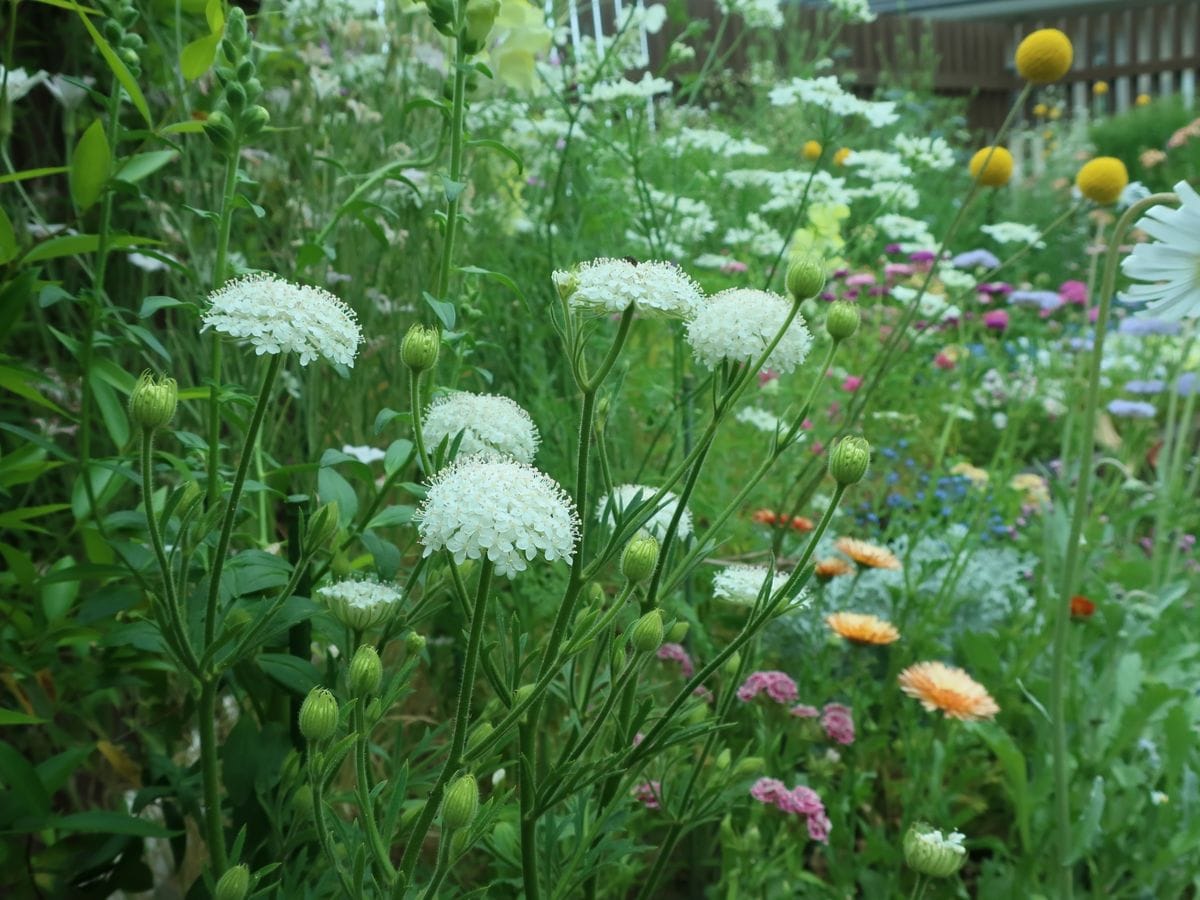 ５月１４日 （右数枚の花壇の真ん中あたり） ディディスカス（別名ブルーレースフラワ