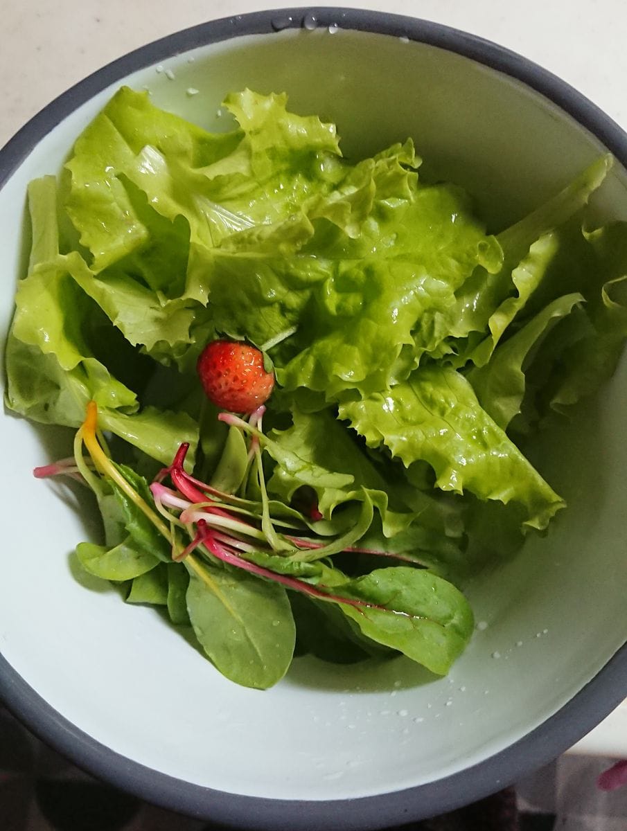 頂き物の種からのレタス、 この前の大雨で倒れてしまった スイスチャード、サラダ🥗に