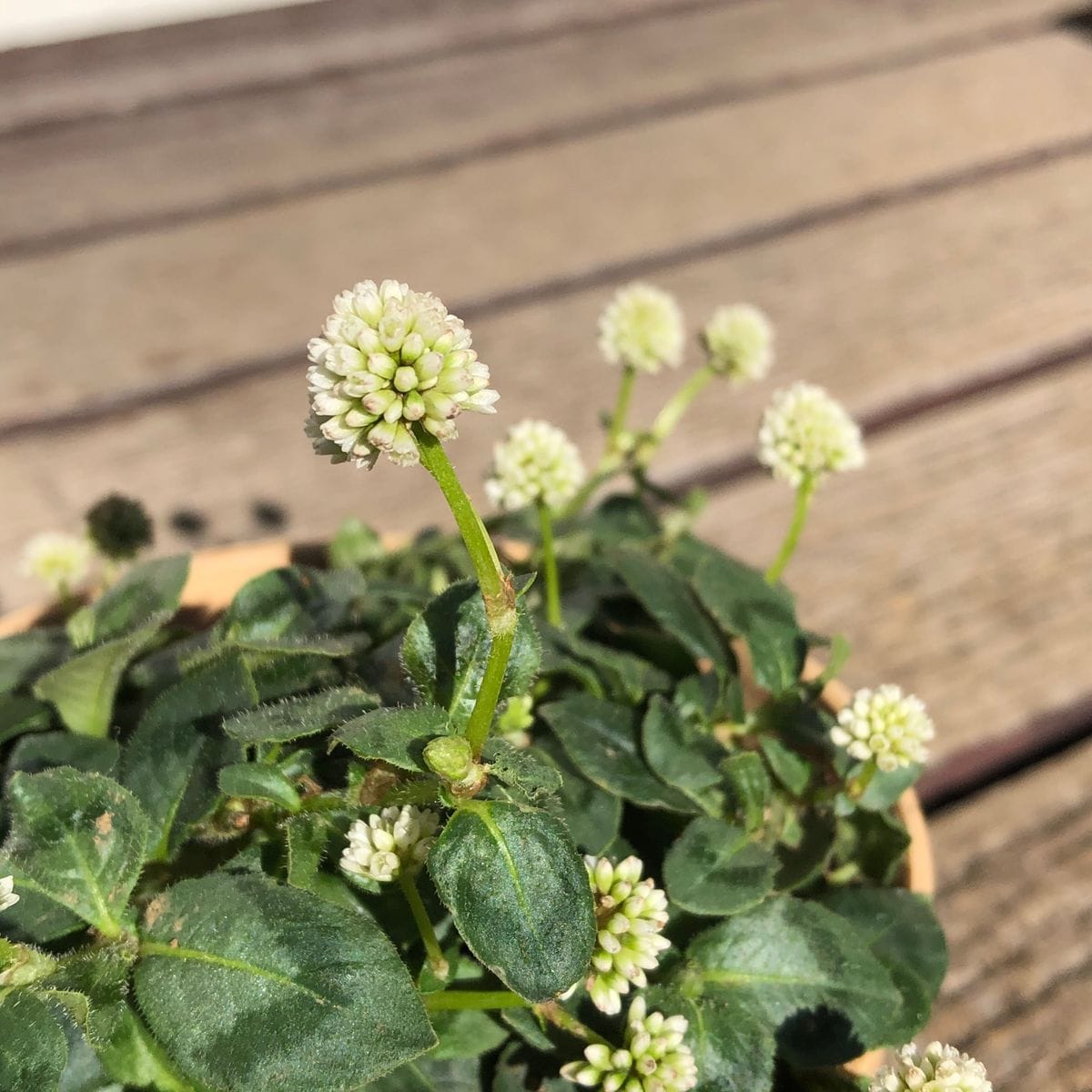 白花のポリゴナム  白い花も清楚で可愛い💘