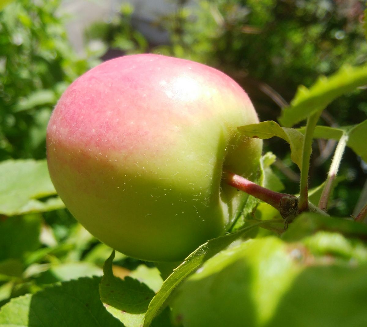 7月16日 反対側から見た🍎ちゃん( ´艸｀)ｶﾜｲｲ～💗