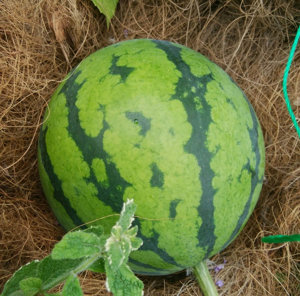 特別出演スイカ🍉です お花のコーナーにアップするのも何だか、、変？ なので🍎コーナー