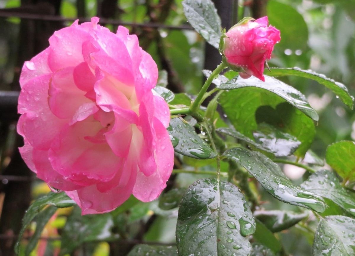 バラ（つるバラ）の写真 by ロッキー 📷アーチの側面で🌹ストロベリーアイスの花と蕾が☔