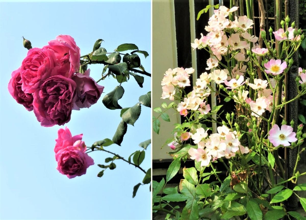 2022/06/10 🌻数少なくなったツルバラの花固まり 📸左：天高く花の固まりを作った🌹パレ