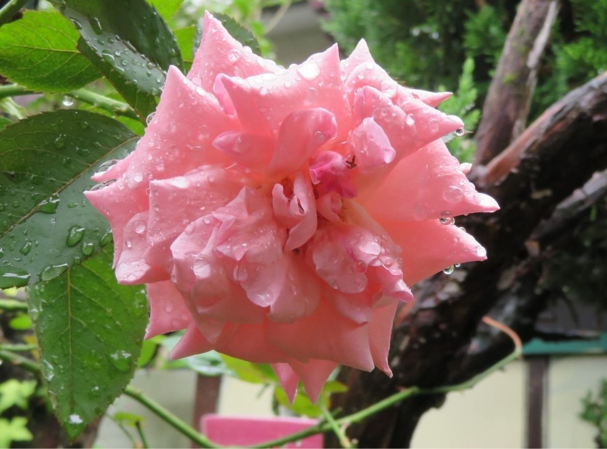🌻雨降る中で、花開いたクイーンエリザベスの花...カイヅカイブキの枝の支えで、庭先に