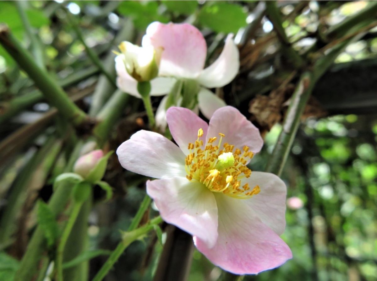 バラ（つるバラ）の写真 by ロッキー 1⃣🌹バレリーナの花...7月24日以来久しぶりに咲い