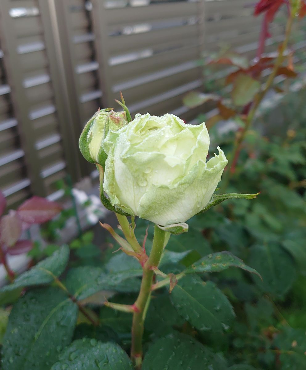 わかな🌹 花も茎もとても丈夫で、切り花にしても姿が変わらず長持ちします。