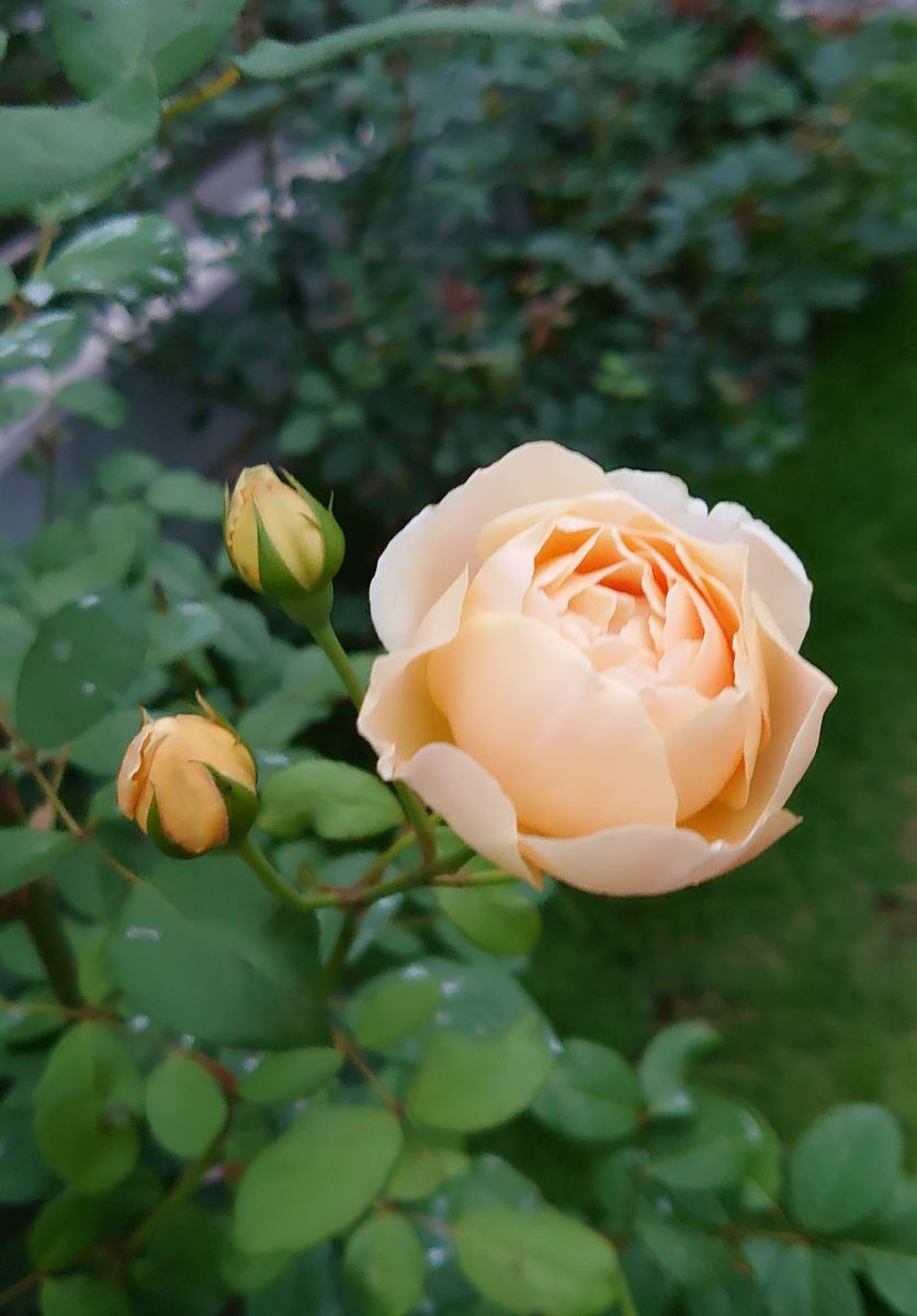 ジュードジオブスキュア🌹 雨曇りの中で咲きました。  庭の🌹たちの落ち葉や花弁を拾い