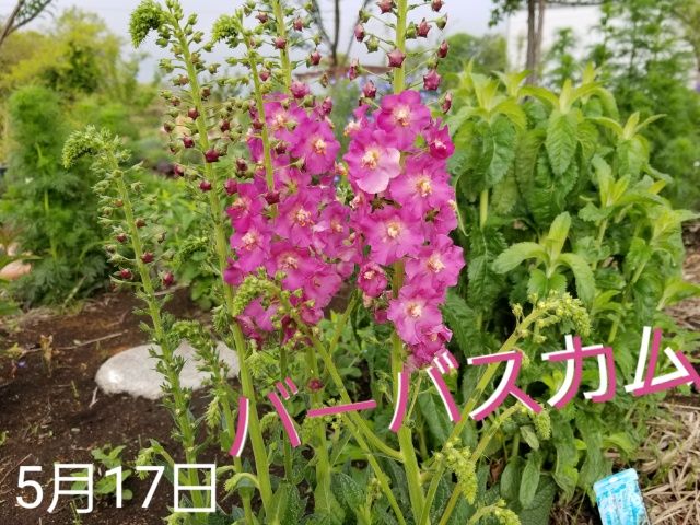 バーバスカム  MIX種を播きました。一昨年の秋です。去年の春も花咲きました。今年は