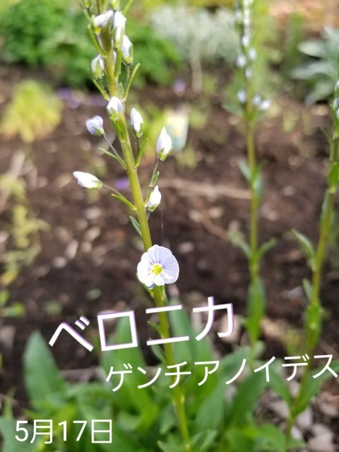 ベロニカ ゲンチアノイデス  苗で購入しました。去年の春は花らしい花も付けず、「な