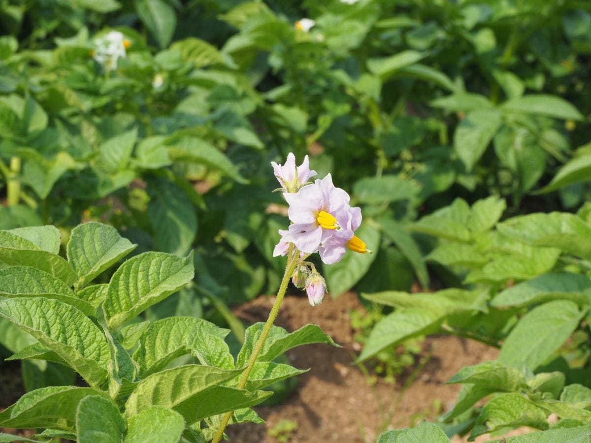 芋畑が、ありました そういえば 芋の花って 見たことなかったーかな  この花は キタア