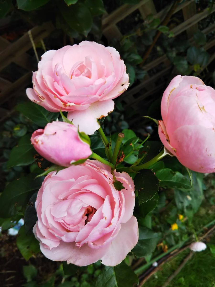 バラ🌹 ハンスゲーネパイン ピンクの花が超かわいい🎵