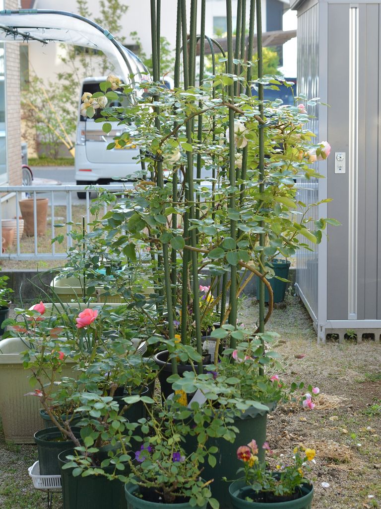 ５月２２日(水)  我が家のバラたちはお花が終わりました。 次の蕾が上がるまで暫く寂