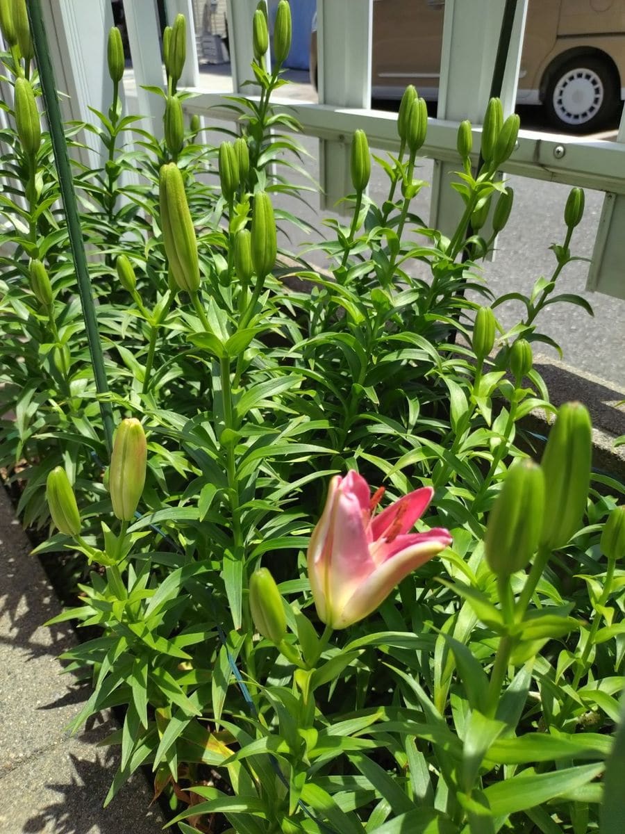 2024 5/14  スカシユリ  今年初の花 でも、草丈が低い。。  初めて植えて咲いた時は 