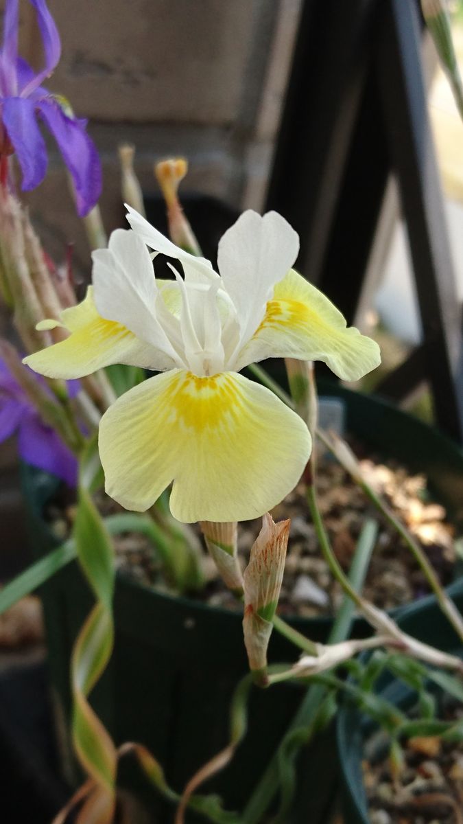 Moraea serpentina モラエア セルペンティナ 南アフリカ アヤメ 冬型 小型球根