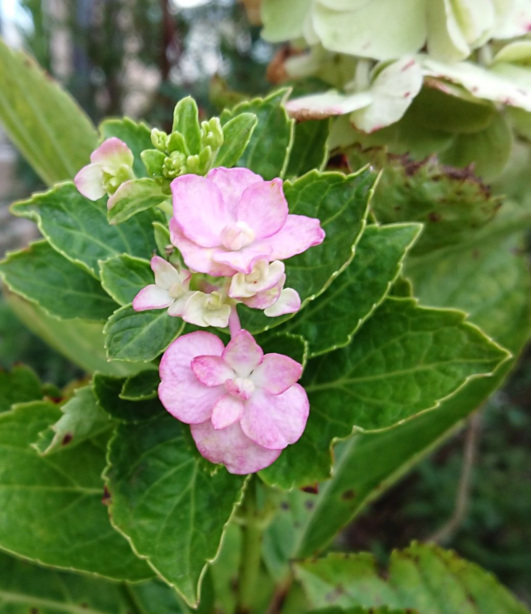 おや？🧐今頃紫陽花が❗