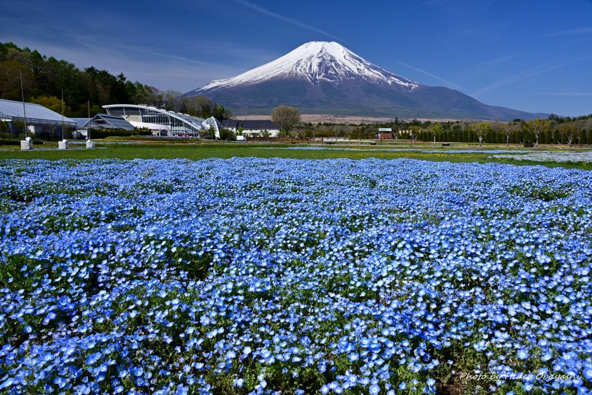 ネモフィラの写真 by aMigO_hafaadai 富士山をバックに咲き誇るネモフィラ 花の都公園