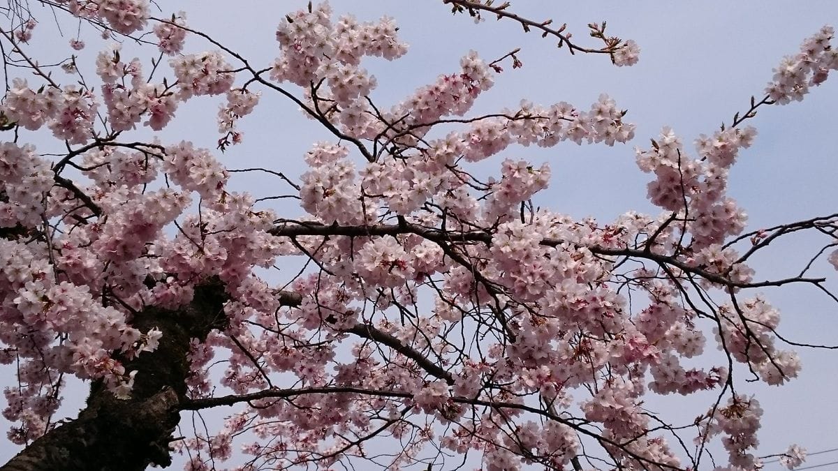 ３月 裏庭の桜が咲きました。