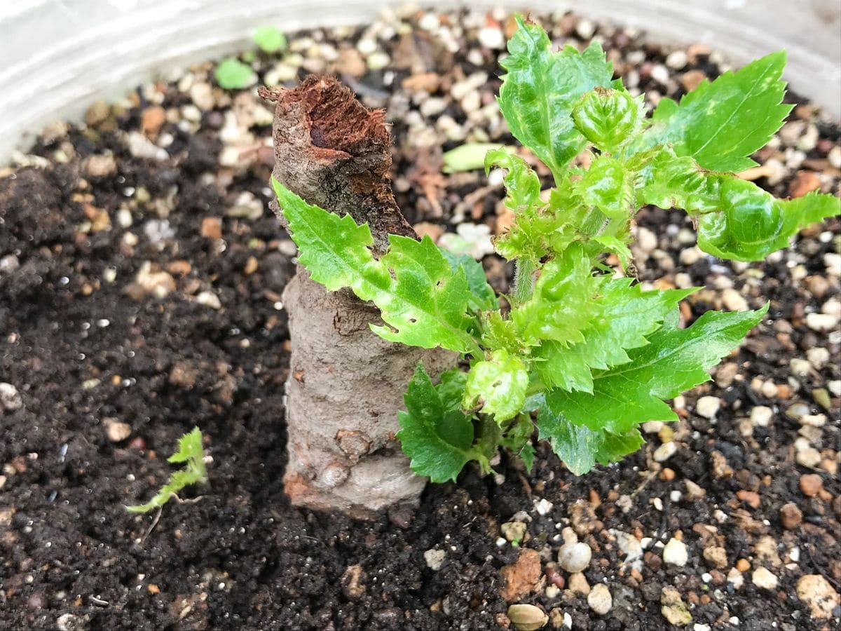 桜の花が咲き始める前に根元から分割した太い枝から葉っぱが出て来ました。