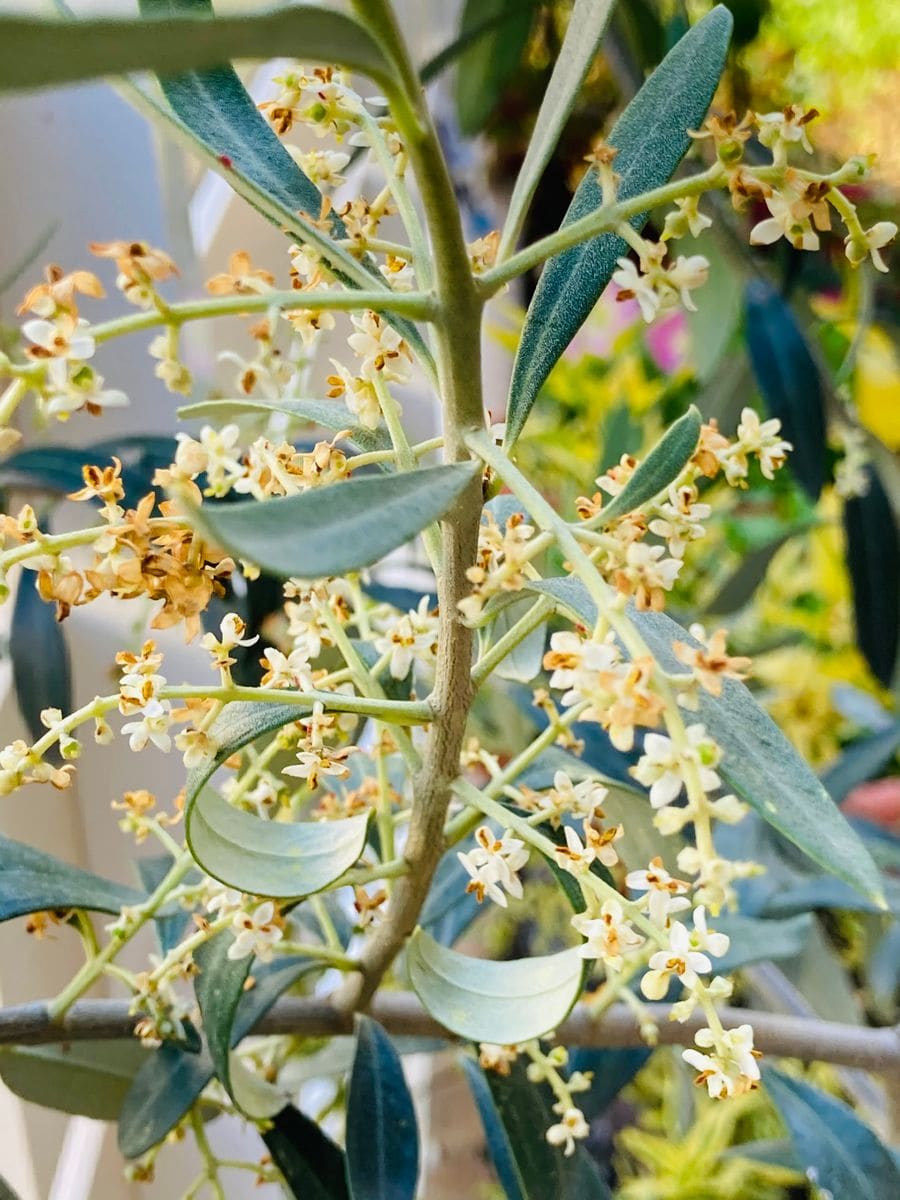 オリーブ・シプレッシーノ 花粉と花殻が半端ない😨  #Olea europaea 'Cipressino'