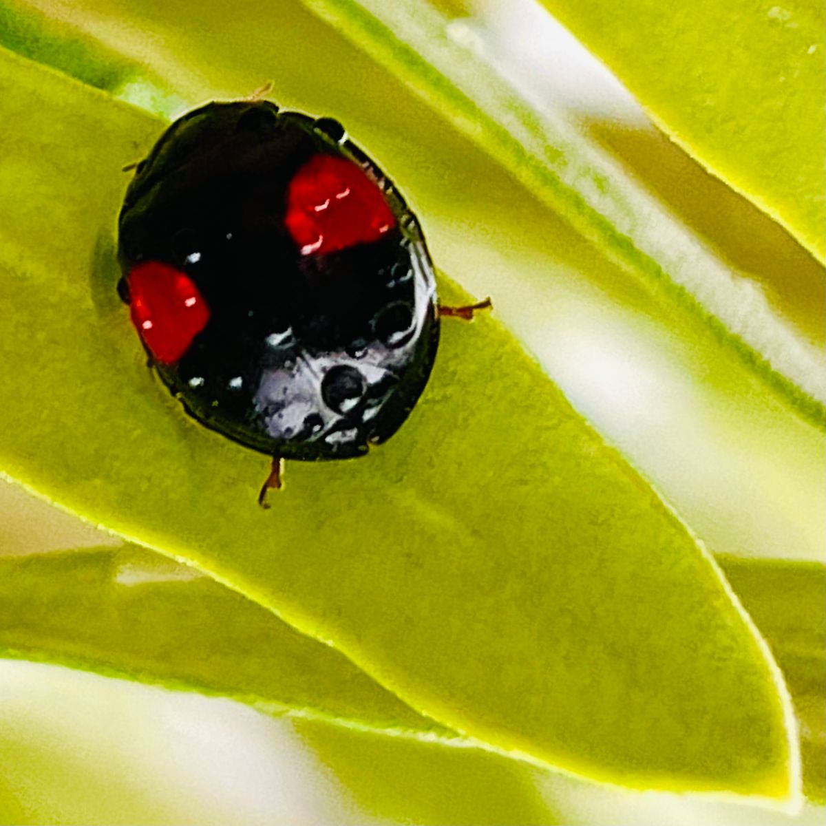 オリーブの写真 by masaさん オリーブ・シプレッシーノ🫒 早朝からナミテントウ🐞が来て