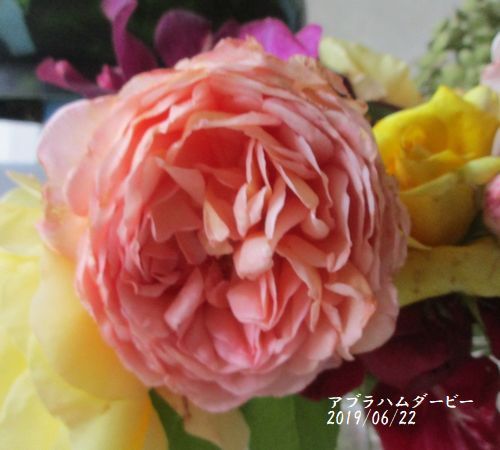 アブラハムダービー 60 今年は一輪だけの開花でした。