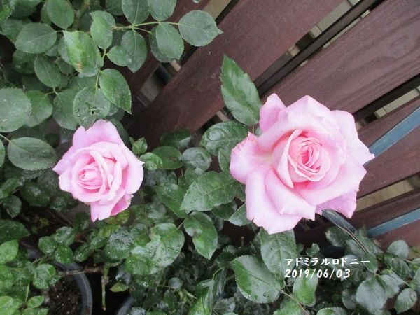 アドミラルロドニー  78  ピンク色の綺麗なバラです。