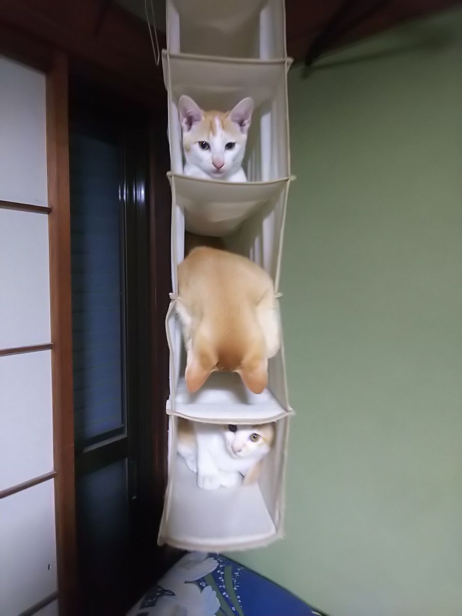 宙吊りのにゃんこ🐱マンション🏙️  3Fの住人は2Fの空室が気になる様子🤣