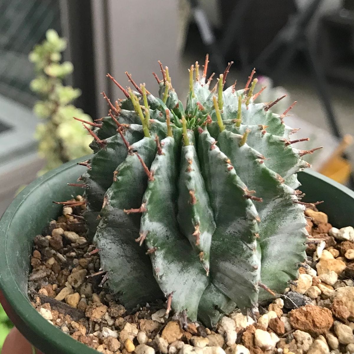 【ホリダ】 Euphorbia horrida 男前さん♡新しい棘を出すときにザワザワして、棘が伸び