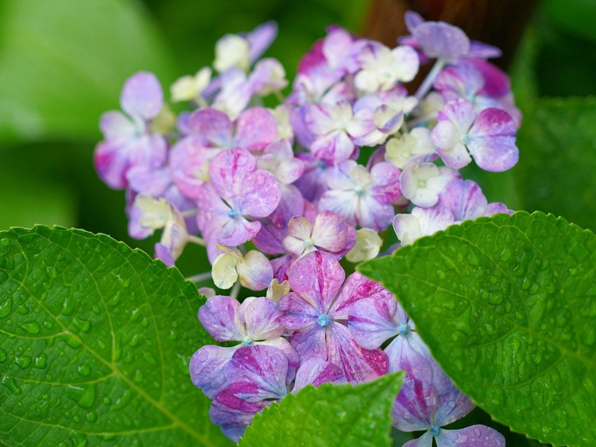 紫陽花 水色の恋 紫バージョン😅