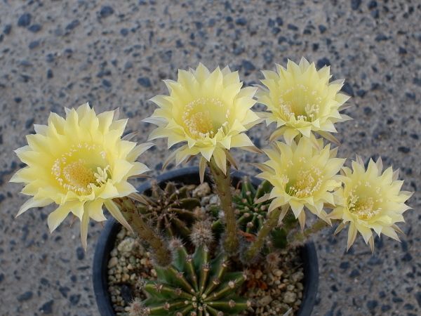 黄花短毛丸 薄い黄色の花。小さい頃は特にやたらと子吹きばかりしてて開花悪かったの