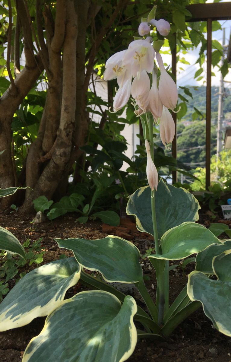 キボウシ🌸咲きました💕