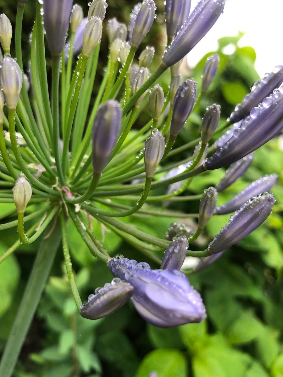 アガパンサスの蕾が膨らんで来ました