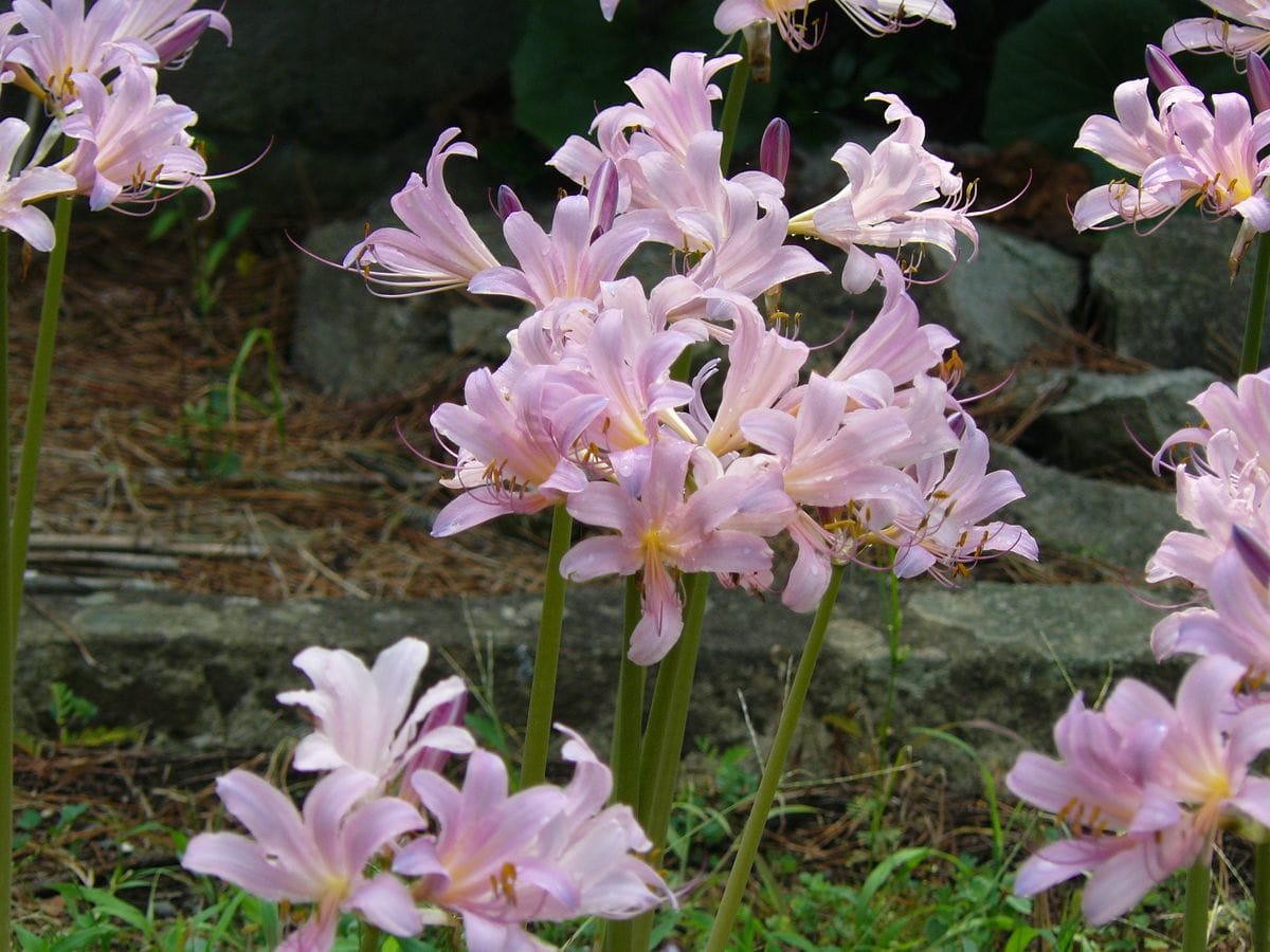 ナツ ズイセン 浜砂丘に咲く花 (沼津御用邸記念公園)