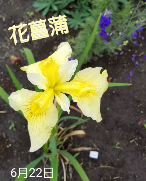 ハナショウブの写真 by 那須バタケ 花菖蒲  黄花の花菖蒲、今年苗を買いました。