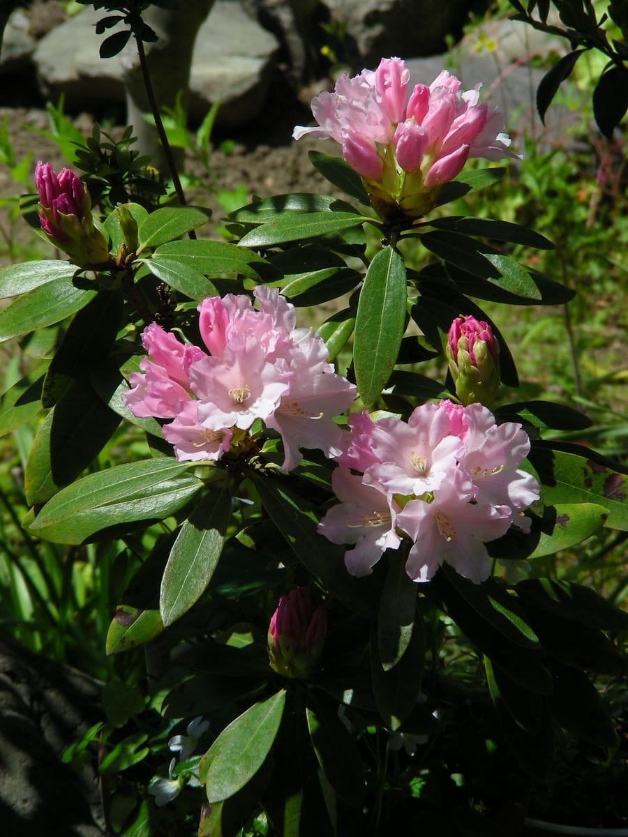 ｢桃色吐息｣次々開花♪  去年までの花芽は、丸っこくて如何にも｢花芽ですっ♪｣って形をし