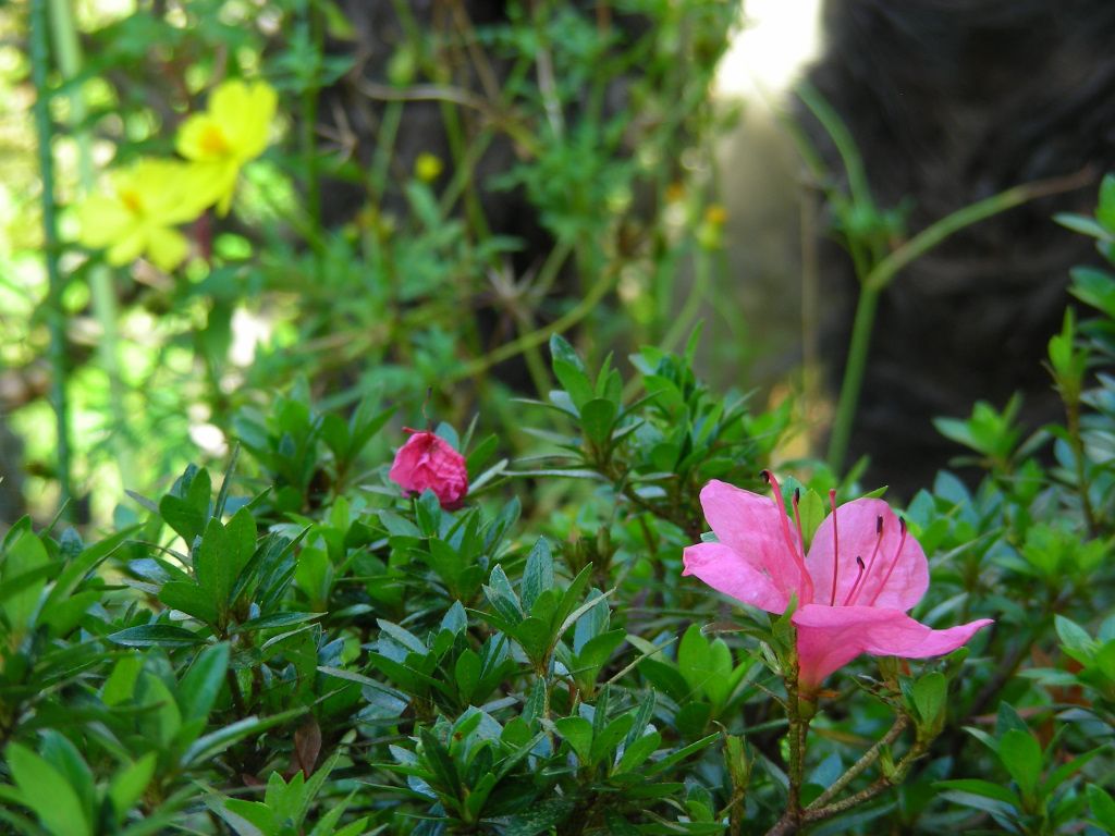 サツキの写真 by 花が好きぃ～♪ 「サツキ」また咲いちゃった・・・。  背景にキバナコ