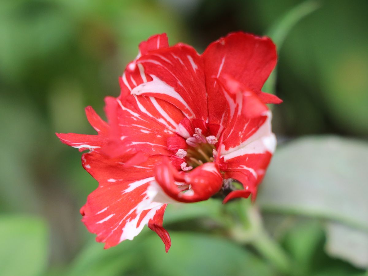 花友さんに頂いた絞り咲マツモトセンノウ。まだ開きかけですが、咲き始めました。 始