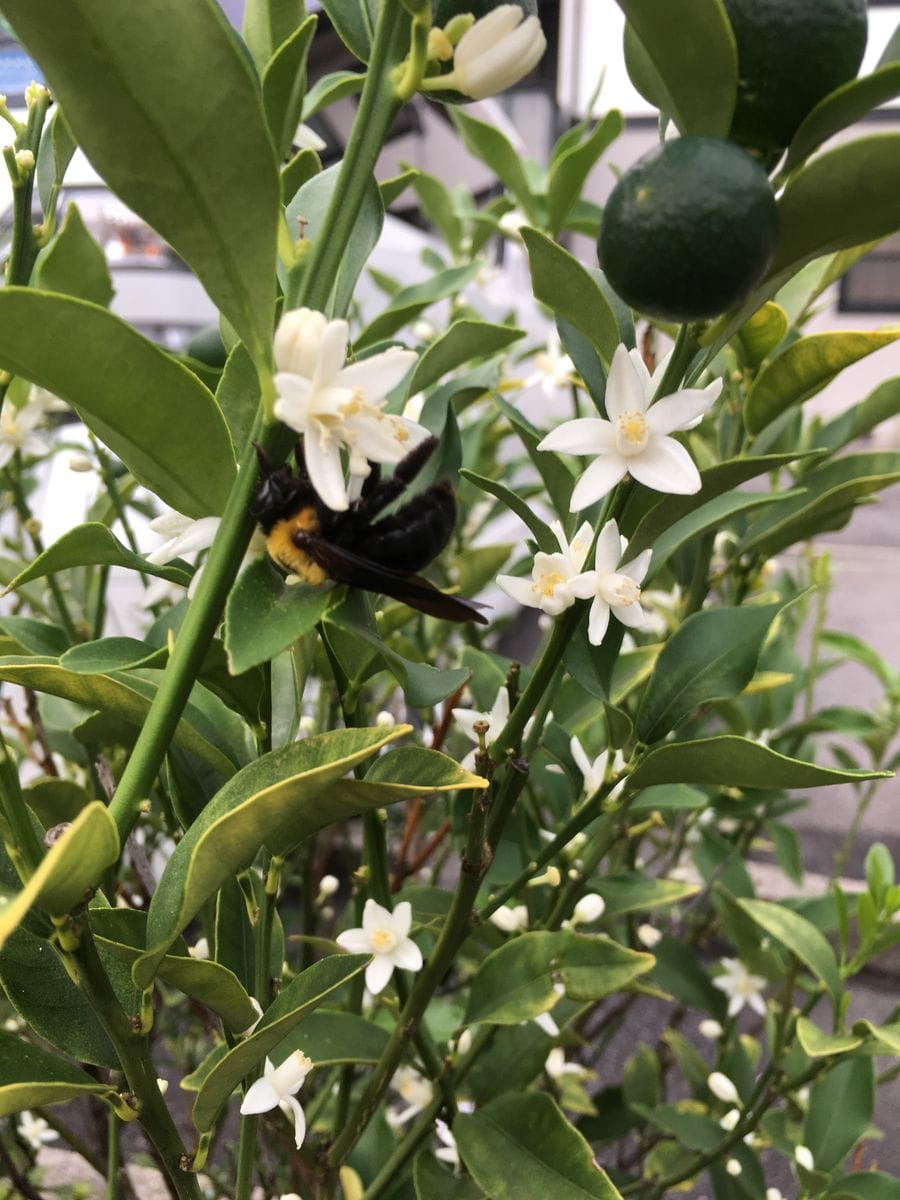 金柑の花に ハチが潜り込んでいます かなり長時間 よほど蜜が美味しいのかな （╹◡╹）