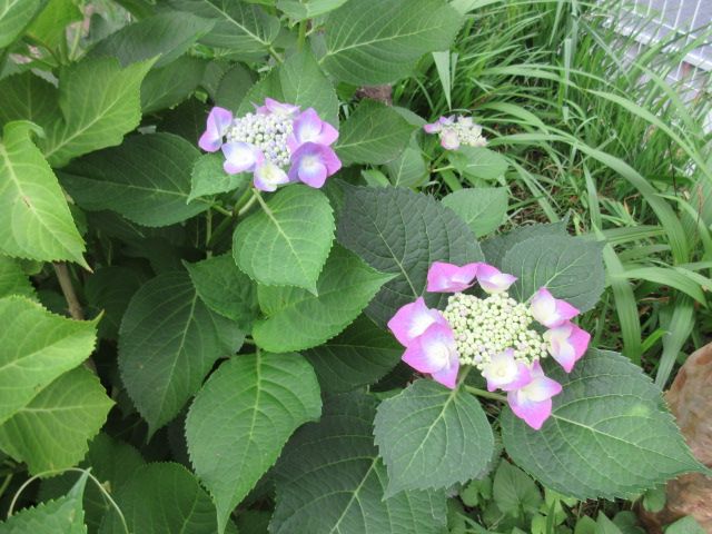 今年は少しお花が小さいかな