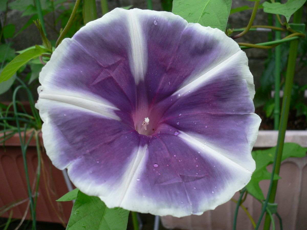 7月20日 紫の曜白朝顔 花径10cmです。この株は少し暈しがかかったような色で咲きまし