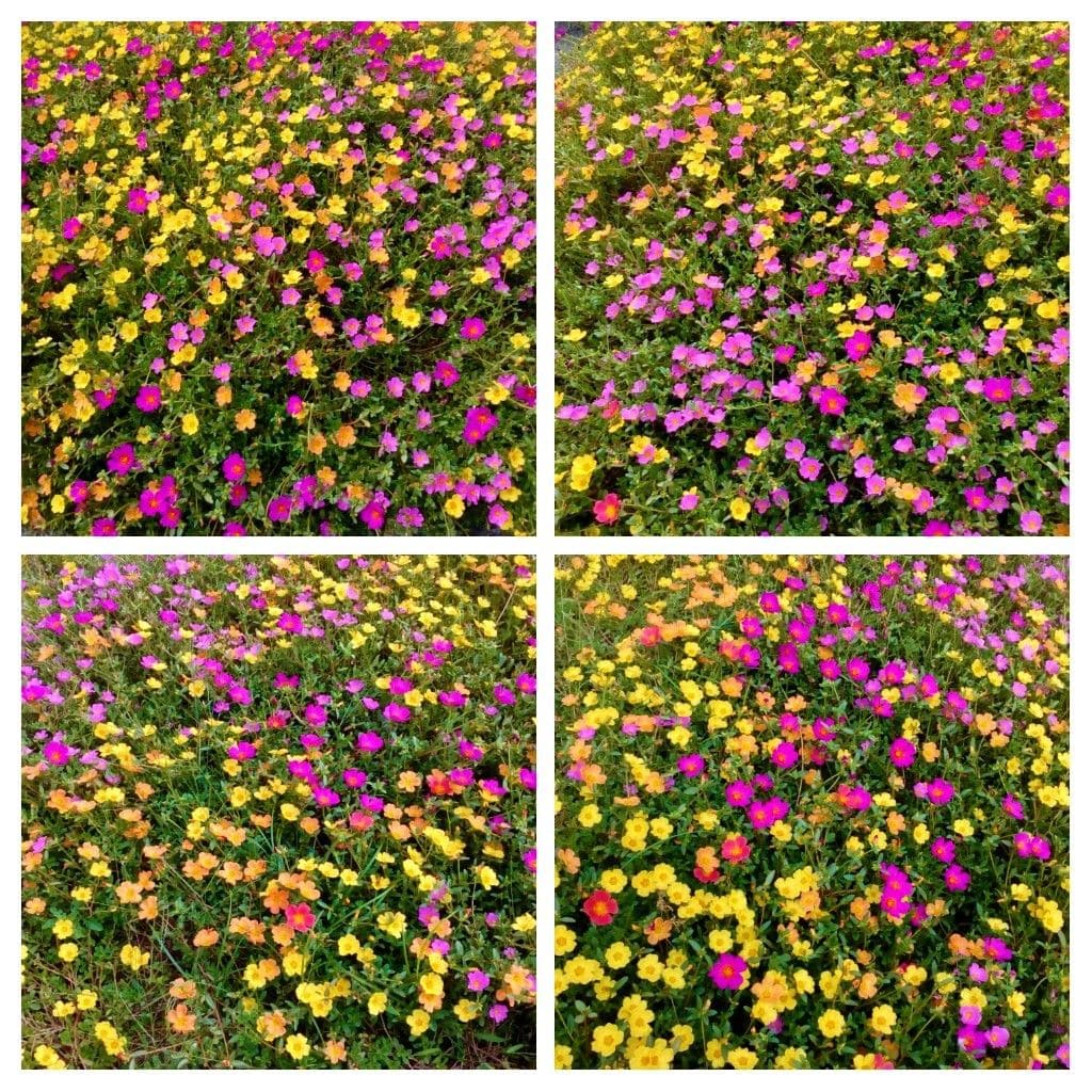 ポーチュラカの写真 by トム・マグノリア 通りすがりの道路沿いの花壇に咲いていた『