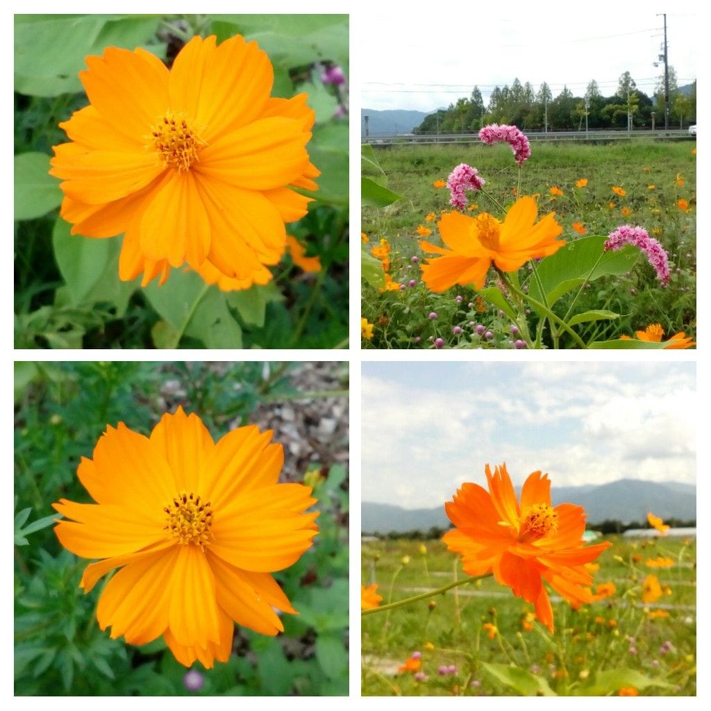 『黄花コスモス』😄  開園前の『夢コスモス園』にて撮影  今日も皆さんに元気を届けら