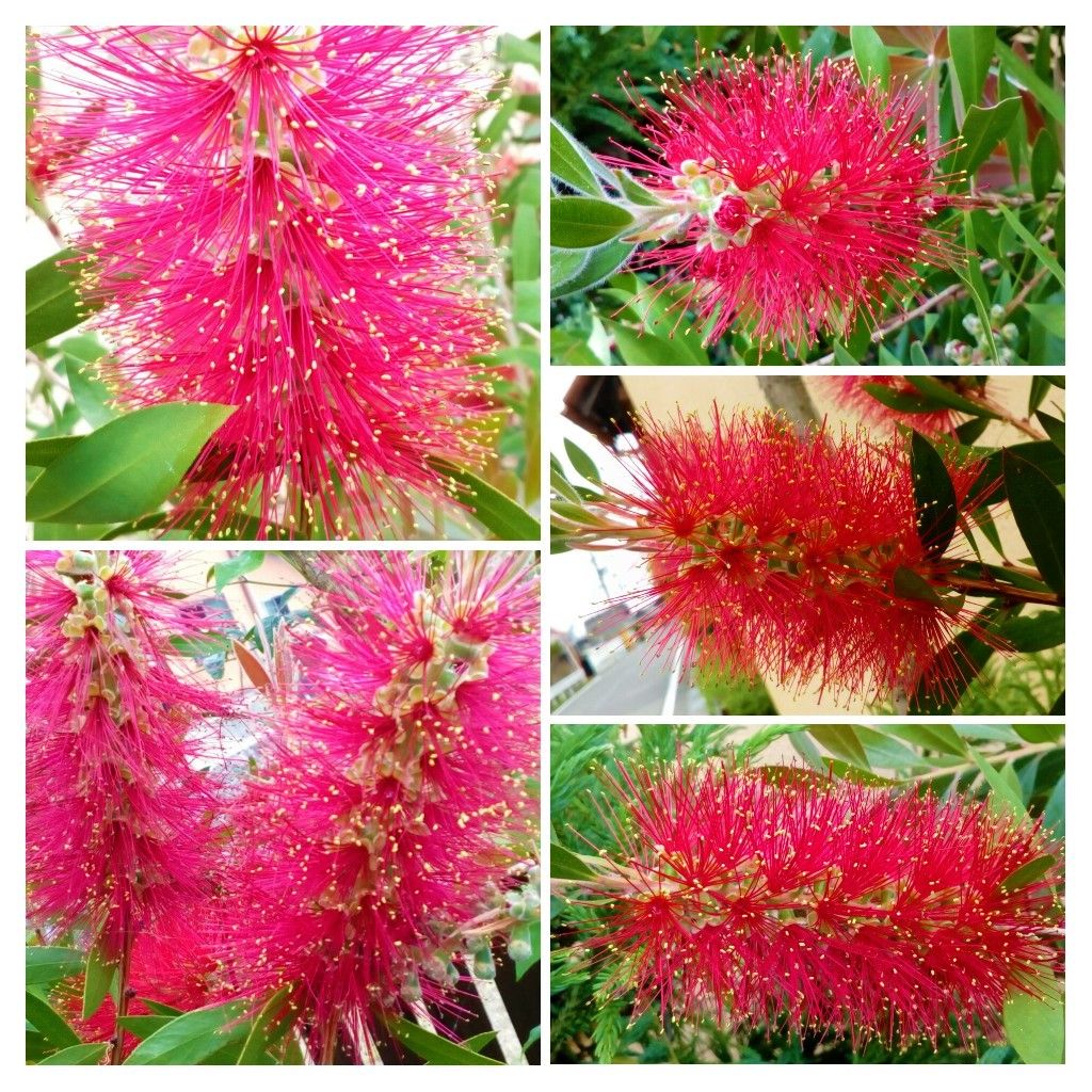 隣の市の出雲大神宮の池の端っこに見つけた『ブシノキ』😄  植物からバワーを貰いまし