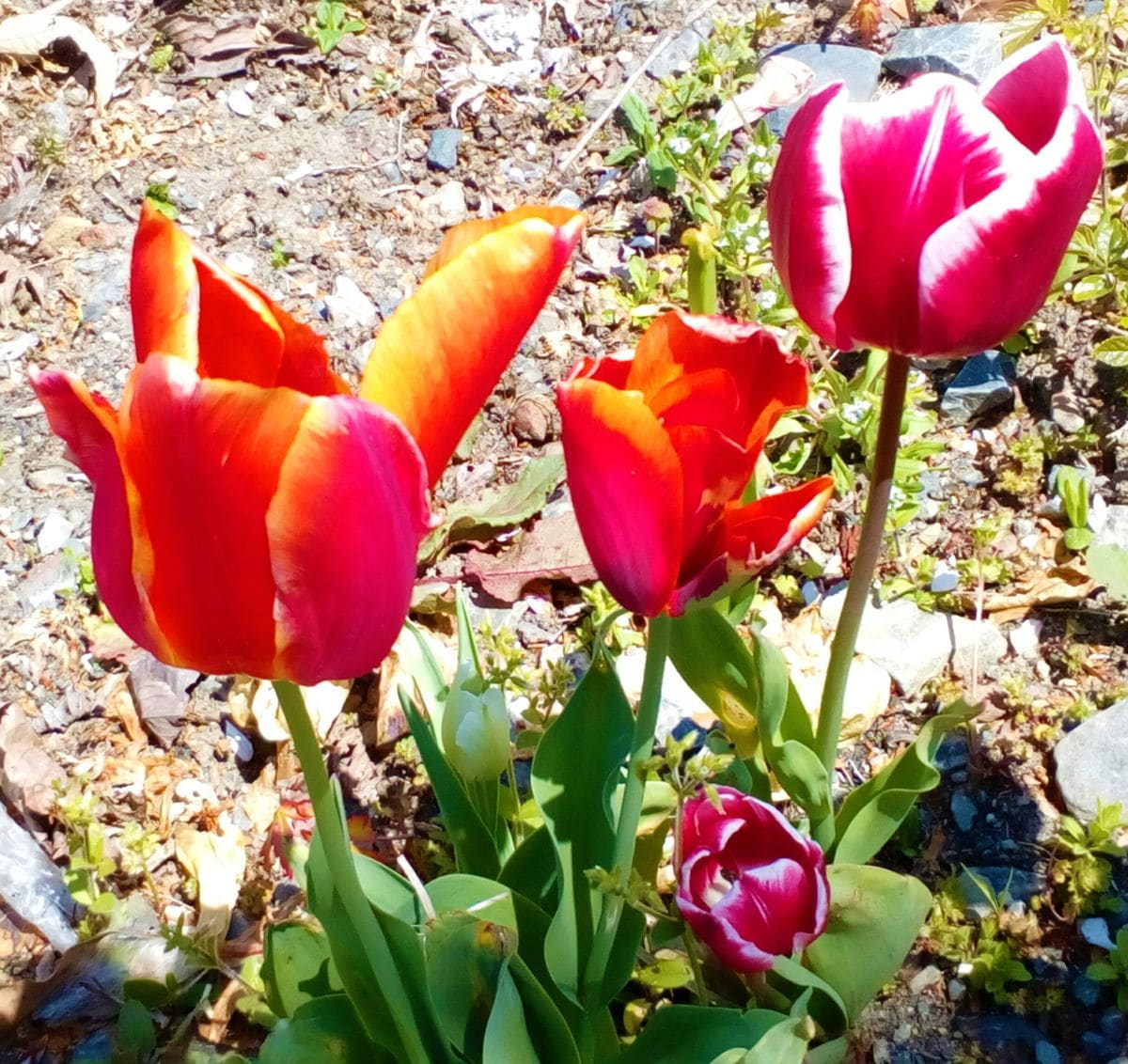 さくら公園の近くの府道沿いに咲く各種『チューリップ』🌹４月１２日撮影  元気を一杯