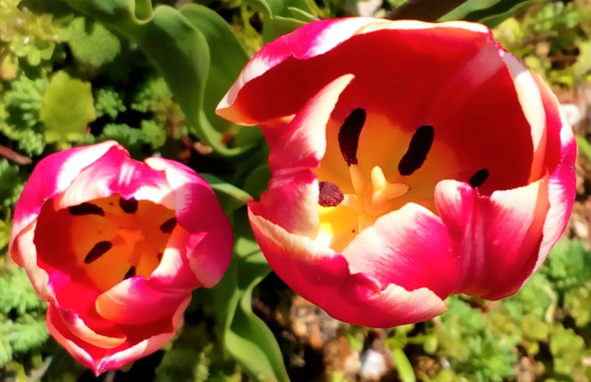 さくら公園の近くの府道沿いに咲くミニサイズの『チューリップ』🌹４月１２日撮影  と